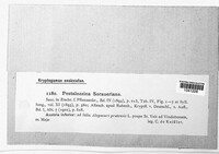 Pestalozzina soraueriana image